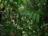 Nevelwoud Monteverde