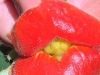 Psychotria Elata, of wel 'Hot Lips'
