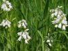 Wilde, witte hyacinth