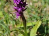 Gevlekte-orchis