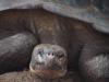 Galápagos Landschildpadden