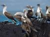 Albatrossen met hun mooie blauwe poten