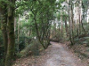 De camino loopt door het bos, met naar de hemel reikende eucalyptussen