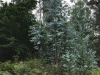 Jonge eucalyptussen