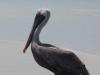 Bruine pelikaan, hij verblikt of verbloost niet als we dichterbij komen