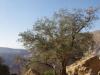 Prachtig uitzicht met op de voorgrond een honderden jaren oude olijfboom