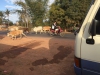 Terwijl we wachten tot onze chauffeur weer tevoorschijn komt, worden koeien door de herders naar stal gebracht