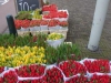 Tulpen, 50 stuks voor € 10,-