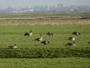 In de polders ziet het zwart van de overwinterende ganzen