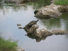 Schildpad, Everglades National Park