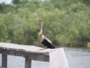 Aalscholver, Everglades National Park