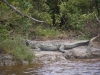 Krokodil, Everglades National Park