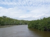 Mangrovebossen, Everglades National Park