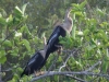 Aalscholvers, Everglades National Park