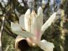 De magnolia staat hier al in volle bloei
