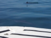 Dolfijnen schieten onder de boot door
