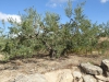 Schitterende olijfbomen