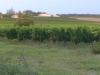 Druivenvelden met kasteel in de ochtendzon