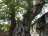 As Pasantes, een gehucht met middeleeuws karakter en een immens brede, 100 jaar oude kastanjeboom