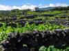 Wijngaarden, kleine, door lavastenen ommuurde stukjes grond met druivenranken