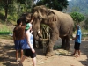 De olifanten worden gevoederd en geaaid