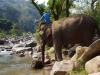 Na de lunch gaan de olifanten in bad