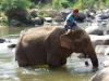 Na de lunch gaan de olifanten in bad
