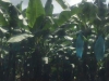 Bananenplantages; bananen in blauw plastic gepakt