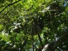 De luiaards hangen ook vlak boven ons huisje