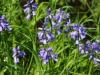 Wilde, blauwe hyacinth
