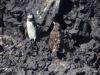 Pinguïns warmen zich op in de zon