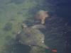 In een smalle lagune zwemmen 2 zeeschildpadden rustig tussen de hoge rotsen