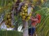 Behendig klimt de man de boom in om de kokosnoten los te hakken en naar beneden te takelen