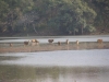 Rhanthambhore National Park, zone 2