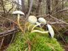 De talrijke paddenstoelen zijn schitterend