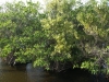 Mangrovebossen, Everglades National Park