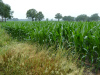 Al snel laten we Hilvarenbeek achter ons; de maïs groeit goed