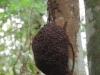 Parque Natural Metropolitano