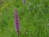 Orchis Pyramindal