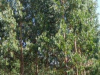 Eucalyptusbomen, er staan er hier heel wat in deze streek