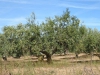 Kilometers olijfbomen