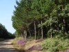 Overwegend eikenbomen, af en toe een den en prachtige paarse heide