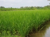 De rijst op de velden is al mooi groen